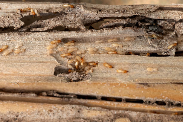 Best Best Pest Control Companies  in Remerton, GA