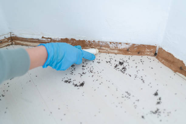 Best Mosquito Control Services  in Remerton, GA